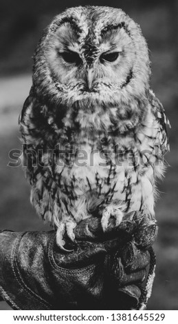 Image shows a close up picture of an owl with a moody expression. Black and white photo with a blurred background.