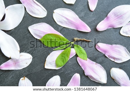 A pink magnolia blossom with white gradient lies along with single petals and leaves on a dark background - concept as a background for magnolia in spring