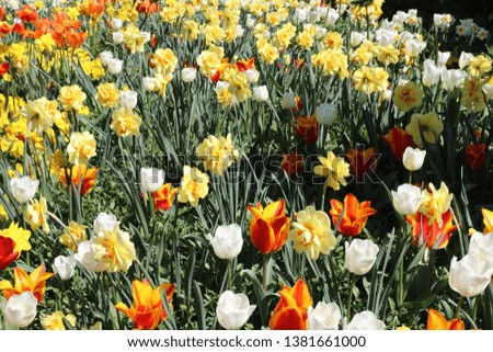 colorful tulips in a green garden in spring