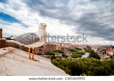 Seagull standing on the walls of Vittoriano Museum against the ancient Roman Forum in Rome, Italy.