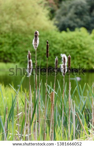 Cylindrical flower spikes of Bulrushes among reed beds of a lake. Royalty-Free Stock Photo #1381666052