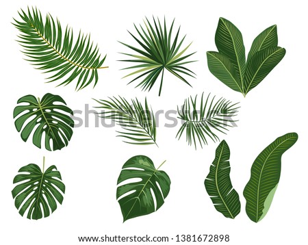 Tropical palm leaves, jungle leaves, botanical vector illustration, set isolated on white background.