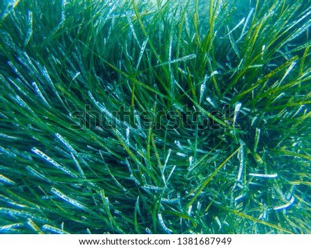 Posidonia oceanica or known as sea grass captured from above. as it looks in the picture the plant is infected with some type of micro organism with a shell. photo captured in the Mediterranean, ion  