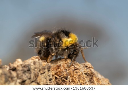 Buff-tailed bumblebee or large earth bumblebee (lat. Bombus terrestris), on an old wooden board