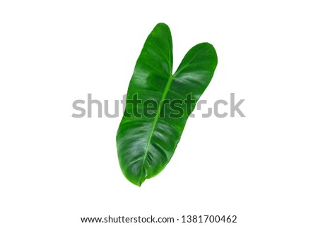Green leaves, leaf isolated on white background Texture