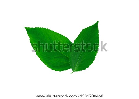 Green leaves, leaf isolated on white background Texture
