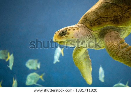 Sea turtle swimming in with a backdrop of fish