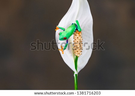 Red-eyed tree frog (Agalychnis callidryas) sitting on a flower - closeup with selective focus