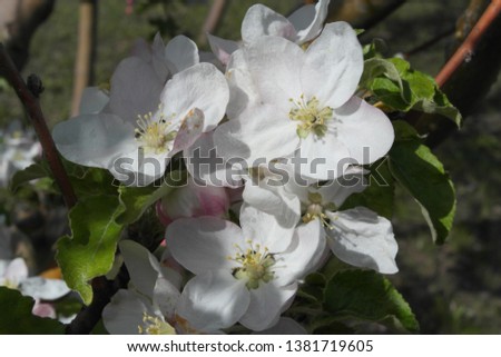 spring blooming apple orchard. apple tree