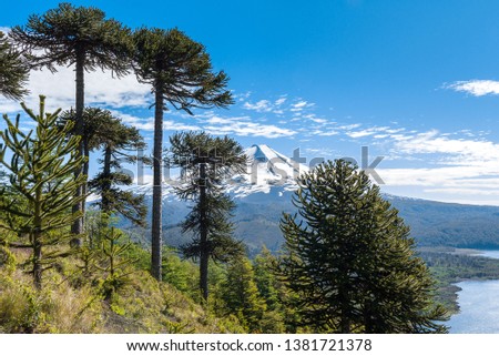 Panoramic view of Conguillio National Park, Chile Royalty-Free Stock Photo #1381721378