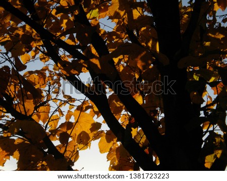 Orange and natural leaves and wonderful blue sky in the park.
