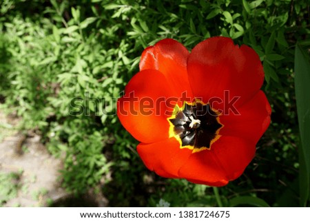 macro of red tulip in sunlight