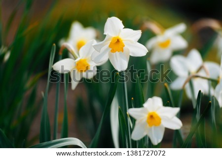 Narcissus field in bloom on spring, many narcissus flowers blooming in garden 
