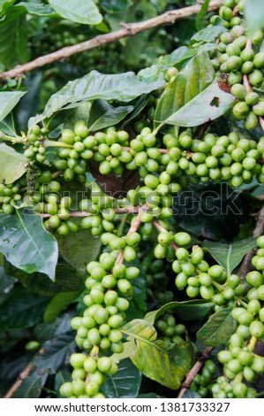 Green coffee bean on coffee tree in Aceh, Indonesia