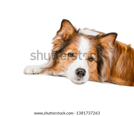 Portrait of a beautiful red dog. She lies and looks in the camera. The background is isolated.