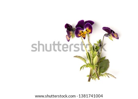 Purple pansy isolated on white background.