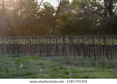Grape vines begin to bloom in early spring. These grapes will produce world class wine grapes which are harvested in the fall.