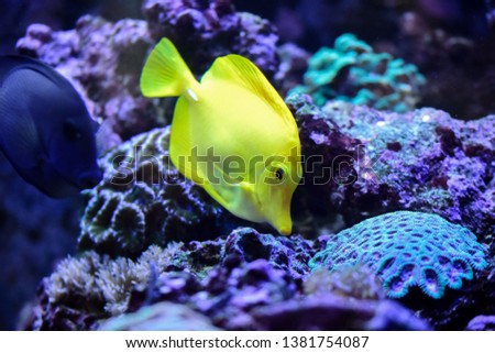 The yellow tang (Zebrasoma flavescens), salt water yellow aquarium fish from Acanthuridae family
