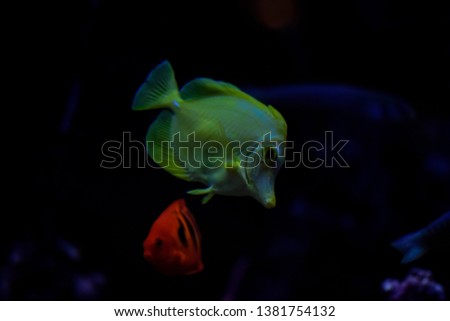 The yellow tang (Zebrasoma flavescens), salt water yellow aquarium fish from Acanthuridae family
