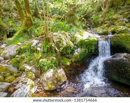 Creek in a forest near Brieves village, Valdés municipality, Asturias, Spain