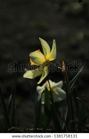 Narcissus flower illuminated by sunlight.