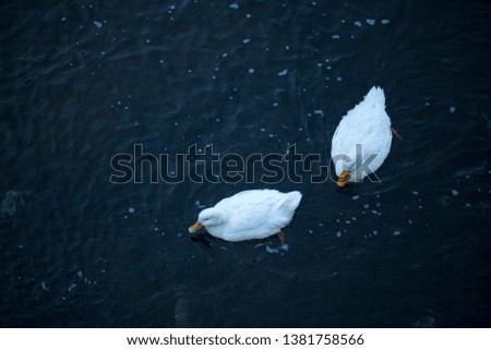 white and colorful ducks in duck pictures taken from top of ducks floating in the lake in cold weather