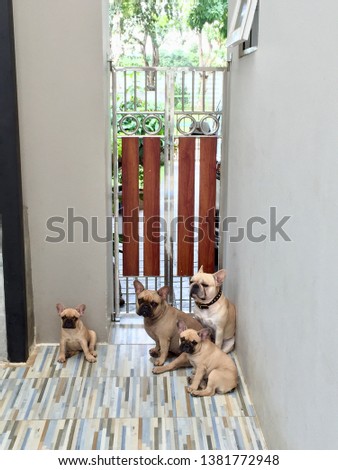 French Bulldogs Are sitting at the metal gate.