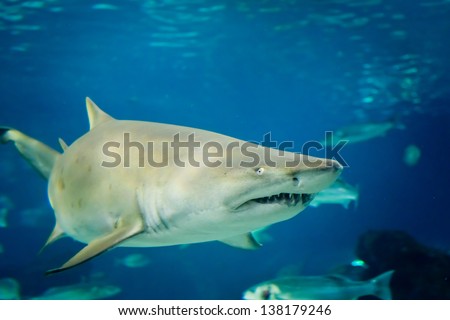 sand tiger shark (Carcharias taurus)  underwater close up portrait Royalty-Free Stock Photo #138179246