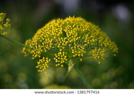 garden standing yellow flowers micro drawn images