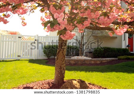 Pink Tree and white fence with side of red door. In a front yard. In the United States. 