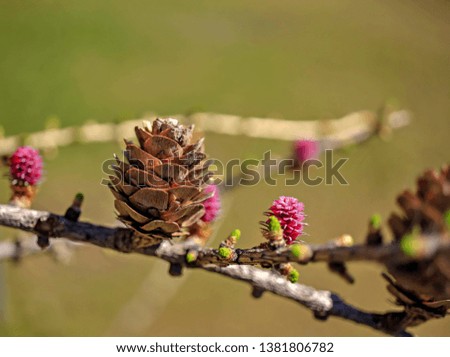 A Macro View Of Pinecones And Plants