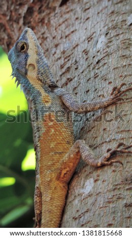 Close the chameleon in three animals in the Asian zone. Island power, green background, focus distance 134 meters. Images for advertising World travel