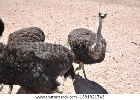 View of ostriches in the desert 