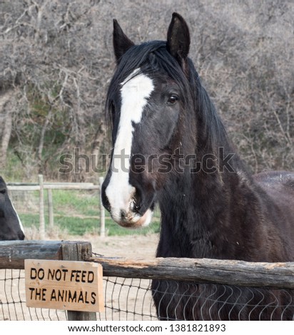 A horse stretching its neck over a fence for food next to a sign that says do not feed the animals.