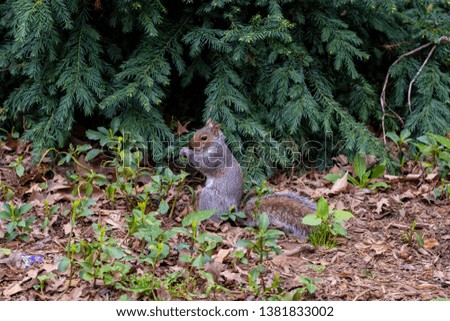 Squirrel eating nut in the Central Park New York City