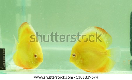 Albino Yellow Cover Discus Fish