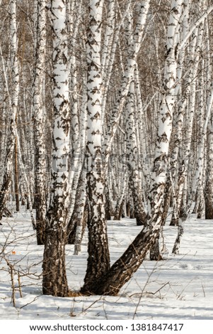 Birch trees in the winter in the snow. Landscape winter forest birches.