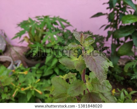 Indian Tulsi Closeup Shot with Leaves 