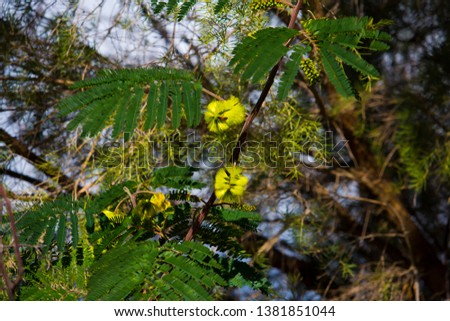 New autumn growth with yellow brush flowers on Acacia mearnsii Black wattle a fast-growing leguminous tree native to Southeastern Australia providing habitat for native birds and bees.