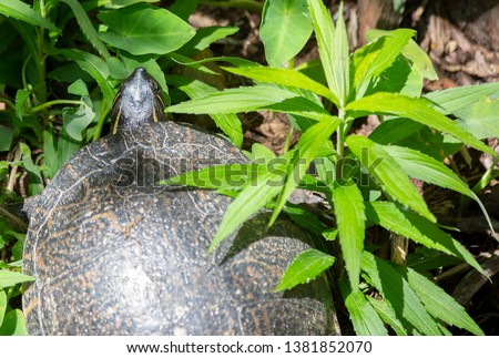 Close up of a river cooter turtle (Pseudemys concinna)