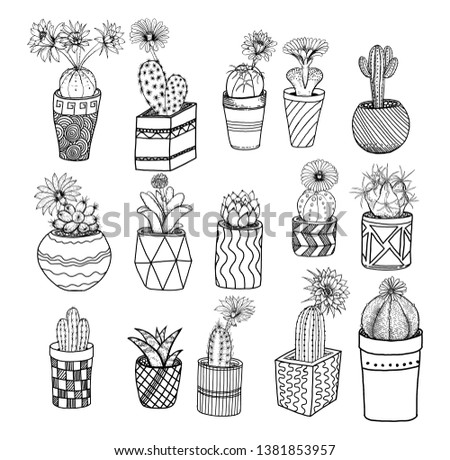 Vector drawing cactus with blooming flower in pot set 