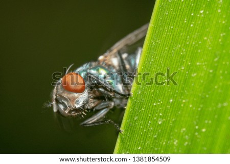 Curious Housefly sneaking out from behind a green leaf
