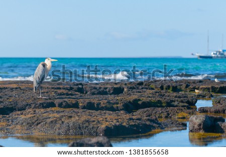Giant Blue heron on rock in Galapagos Islands with tourist boat on horizon in selective focus.