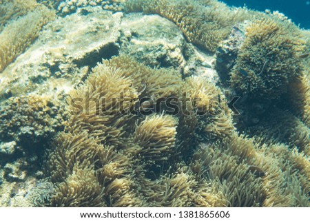 Coral and fish under the sea