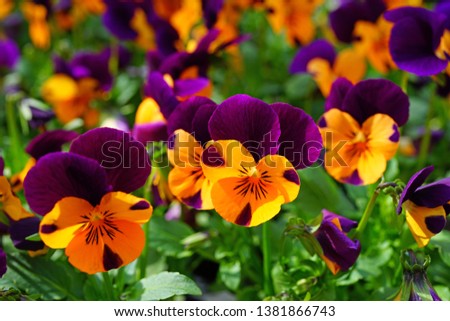 Orange and purple johnny-jump-up pansy violet flowers