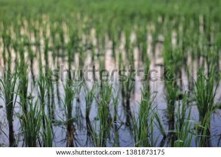 Photo of paddy on the rice field