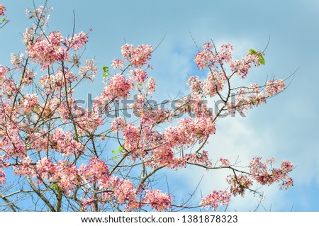 pink cassia blooming on natural daylight with bluesky