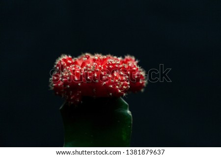 Close up Cactus with flower isolated 
