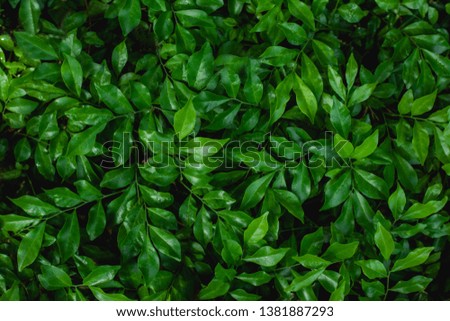 green leaf natural for background, tiny green leaf