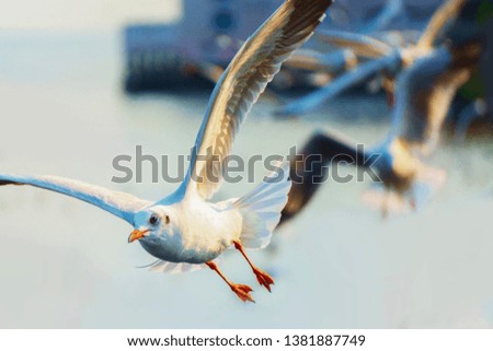 Seagull flying at Bangpu Thailand with copy space